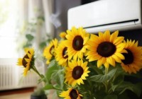 日立空调400维修热线查询阐释$空调出风口种植向日葵，夏日家居新风尚